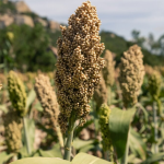 Sorghum